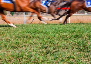 Comar apuestas deportivas, Carreras de caballos, Turf