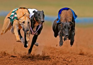 Comar apuestas deportivas, Carreras de galgos