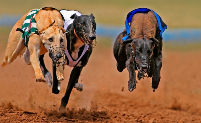 Comar apuestas deportivas, Carreras de galgos